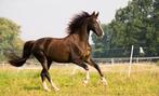 Paarden/weidegang spullen gezocht!, Dieren en Toebehoren, Ophalen of Verzenden, Gebruikt, Overige soorten