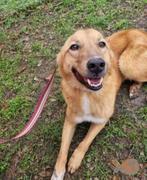 Tjardy ter adoptie!, Dieren en Toebehoren, Honden | Niet-rashonden, Particulier, Rabiës (hondsdolheid), Reu, Buitenland