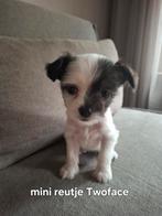 Bijzondere Naakthond x Chihuahua Puppy’s, Dieren en Toebehoren, Rabiës (hondsdolheid), 8 tot 15 weken, Meerdere, Meerdere dieren