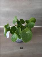 Stek / stekjes Pannenkoekplant, Huis en Inrichting, Kamerplanten, Overige soorten, Minder dan 100 cm, Groene kamerplant, Halfschaduw