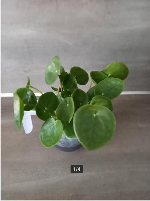 Stek / stekjes Pannenkoekplant, Huis en Inrichting, Kamerplanten, Overige soorten, Minder dan 100 cm, Groene kamerplant, Halfschaduw