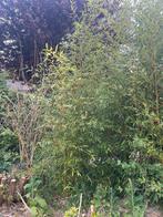 Bamboe, Tuin en Terras, Planten | Struiken en Hagen, Ophalen, Bamboe, 250 cm of meer