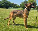 Te koop, mechelse herder hond Reu, Reu, CDV (hondenziekte), 1 tot 2 jaar, Eén hond