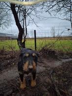 Ter dekking Duitse jachtterrier., Dieren en Toebehoren, 6 jaar of ouder, Reu, Parvo, Eén hond