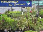 Diverse bijzondere soorten fruitbomen, Ophalen of Verzenden, In pot, Lente
