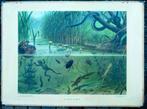 Oude schoolplaat met kikker pad ringslang in sloot en plas, Antiek en Kunst, Antiek | Schoolplaten, Ophalen of Verzenden, Natuur en Biologie