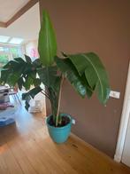 Paradijsvogel plant/ Strelitzia Nicolai, Huis en Inrichting, Kamerplanten, Ophalen, Halfschaduw, 200 cm of meer