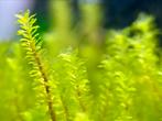 Aquarium mos, Ophalen of Verzenden, Zo goed als nieuw, Plant(en), Steen of Hout