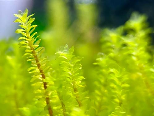 Aquarium mos, Dieren en Toebehoren, Vissen | Aquaria en Toebehoren, Zo goed als nieuw, Plant(en), Steen of Hout, Ophalen of Verzenden