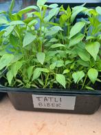 Planten AUBERGIN KOMKOMMER
BIBER ACI TATLI KILIÇ Süs Dolma, Tuin en Terras, Planten | Tuinplanten, Volle zon, Groenteplanten, Eenjarig