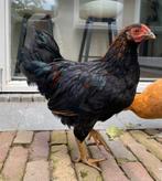 Haan 4 maanden, Dieren en Toebehoren, Pluimvee, Mannelijk, Kip