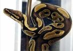 Python regius, Dieren en Toebehoren, Reptielen en Amfibieën, Slang