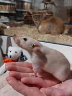 Ratjes super super tam en echt super lief., Dieren en Toebehoren, Rat, Meerdere dieren, Tam, September