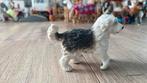 Schleich hond, Verzamelen, Dierenverzamelingen, Ophalen of Verzenden, Zo goed als nieuw, Hond of Kat, Beeldje of Figuurtje