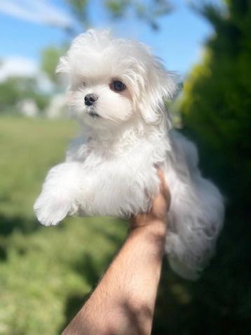 Koreaanse Maltipoo F1, 1.5 kilo pup ( Maltezer/Toy Poedel ) beschikbaar voor biedingen
