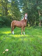 Super leuke allrounder, Dieren en Toebehoren, Pony's, Gechipt, Ruin, Dressuurpony, 11 jaar of ouder