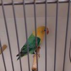 Turqouise split dilute pop 2025 met dna, Dieren en Toebehoren, Vrouwelijk, Parkiet