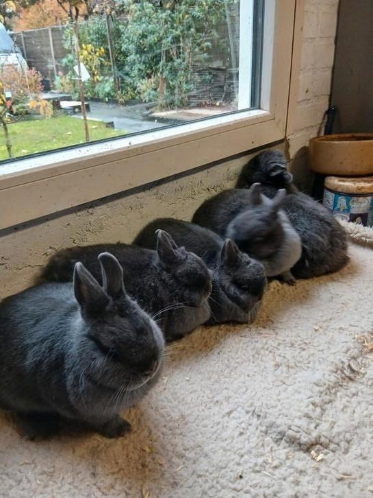 Kleurdwerg blauw, Dieren en Toebehoren, Konijnen, Dwerg, Meerdere dieren
