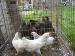 wyandotte, Meerdere dieren, Kip