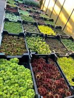 30 soorten vetplanten, Rotsplanten sempervivum, sedum, enz, Ophalen, Zomer, Overige soorten, Volle zon