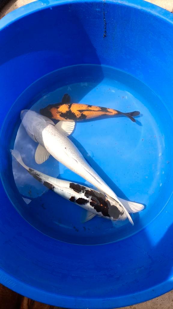 Koi's, Dieren en Toebehoren, Vissen | Vijvervissen, Karper of Koi
