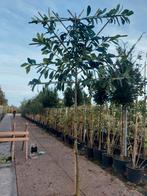 groenblijvende leiboom prunus novita leilaurier, Tuin en Terras, Planten | Bomen, In pot, Ophalen