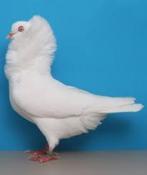 SIERDUIVEN.................., Dieren en Toebehoren, Meerdere dieren, Overige soorten