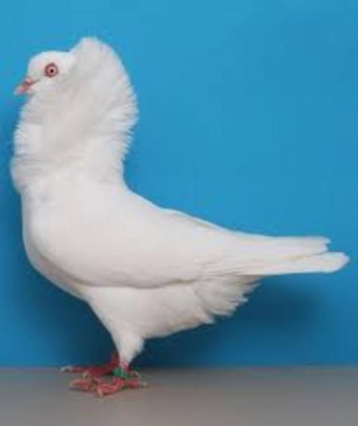 SIERDUIVEN.................., Dieren en Toebehoren, Vogels | Duiven, Overige soorten, Meerdere dieren