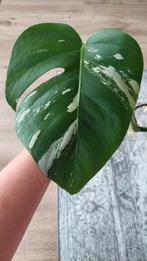 Monstera Variegata stek nr. 3, Ophalen, Overige soorten, Halfschaduw, In pot