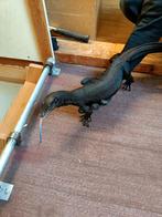 Varanus salvator black dragon, Dieren en Toebehoren, Reptielen en Amfibieën, Overige soorten, 0 tot 2 jaar