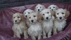 Golden Cocker Doodle pups (Geheel verzorgd), Dieren en Toebehoren, Honden | Retrievers, Spaniëls en Waterhonden, Nederland, Overige rassen
