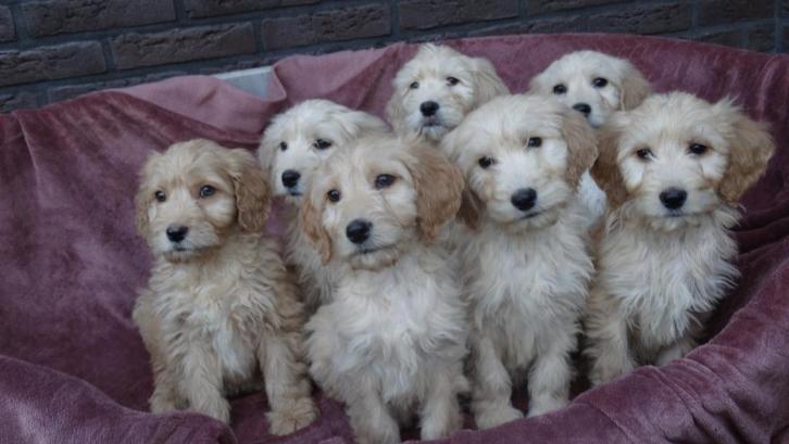 Golden Cocker Doodle pups (Geheel verzorgd), Dieren en Toebehoren, Honden | Retrievers, Spaniëls en Waterhonden, Meerdere dieren