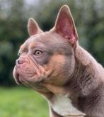 schitterende gezonde, en gekeurde franse bulldog dekreu, Dieren en Toebehoren, Honden | Dekreuen, Particulier, Buitenland, CDV (hondenziekte)