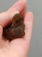 Chineze dwergkwartel kuikens, Meerdere dieren, Tropenvogel