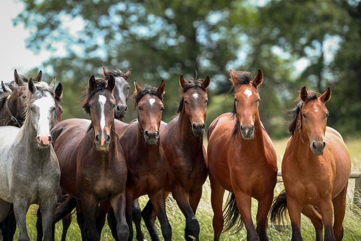 Doe het zelf stalling voor 6 paarden te huur., Dieren en Toebehoren, Stalling en Weidegang, Stalling