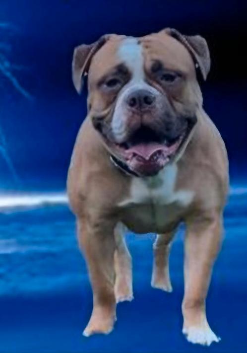 Amerikaanse bulldog Teefje Gratis., Dieren en Toebehoren, Honden | Bulldogs, Pinschers en Molossers, Teef, Bulldog, Particulier
