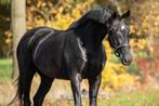 3.5 jarige merrie van depay ( don joe ) x negro, Dieren en Toebehoren, Paarden, Merrie, Met stamboom, Dressuurpaard, 3 tot 6 jaar