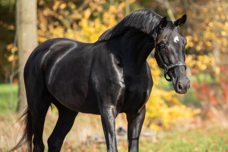 3.5 jarige merrie van depay ( don joe ) x negro, Dieren en Toebehoren, Paarden, Merrie, Onbeleerd, 165 tot 170 cm, 3 tot 6 jaar