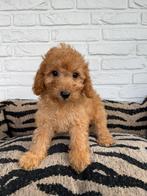 Maltipoo pups blond/abrikoos (maltezer x toy poedel), Dieren en Toebehoren, Nederland, Overige rassen, CDV (hondenziekte), 8 tot 15 weken