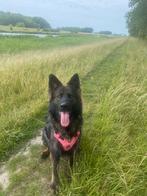 Mooie en lieve Duitse Herder Langstokhaar/Oud Duitse Herder, Dieren en Toebehoren, Honden | Herdershonden en Veedrijvers, Rabiës (hondsdolheid)