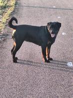 Rodweiler hond, 15 weken tot 1 jaar, Teef, Eén hond, Nederland