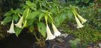 Brugmansia in pot. Trompetplant, Ophalen, Zomer, Overige soorten, Volle zon