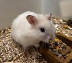 Jonge tamme goudhamsters ( rechtstreeks van de fokker), Dieren en Toebehoren, Hamster, Mannelijk, Mei, Tam