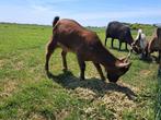 Dwerggeit, Dieren en Toebehoren