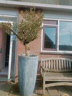 Olijf boom excl. Pot, Tuin en Terras, Planten | Bomen, Ophalen, Volle zon, Olijfboom, 100 tot 250 cm