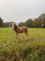Haflinger / haflingers te koop, Dieren en Toebehoren, Meerdere dieren, 0 tot 2 jaar