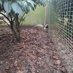 Fazant te koop, Dieren en Toebehoren, Pluimvee, Mannelijk, Overige soorten