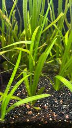 Vallisneria aquarium plant, Dieren en Toebehoren, Vissen | Aquaria en Toebehoren, Ophalen, Nieuw, Plant(en), Steen of Hout
