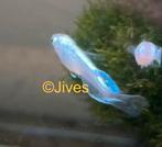 Medaka / japanse rijstvis - Miyuki Blue Longfin, Dieren en Toebehoren, Vissen | Aquariumvissen, Vis, Zoetwatervis