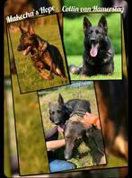 Verwacht Duitse herder pups, Dieren en Toebehoren, CDV (hondenziekte), 8 tot 15 weken, Meerdere, Meerdere dieren